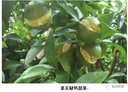 臺州農資 臺州農資