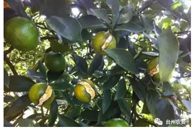 臺州農資 臺州農資