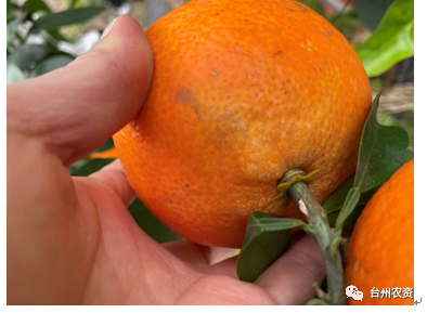 臺州農資 臺州農資