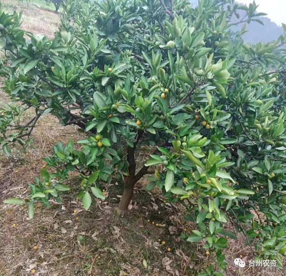 臺(tái)州農(nóng)資 臺(tái)州農(nóng)資