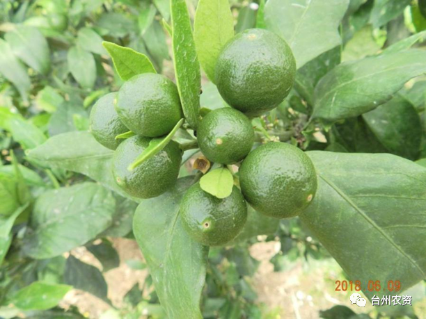 臺(tái)州農(nóng)資 臺(tái)州農(nóng)資